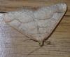 Agriopis marginaria
